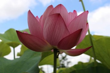 Lotus Flowers at Kodai Hasu no Sato