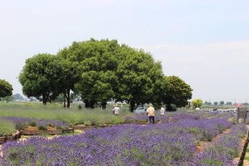 A section of the lavender field at Kuki City Hall