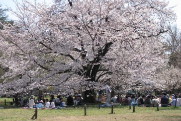 Hanami is celebrated all over the country
