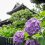 東京觀賞紫陽花的絕佳地點