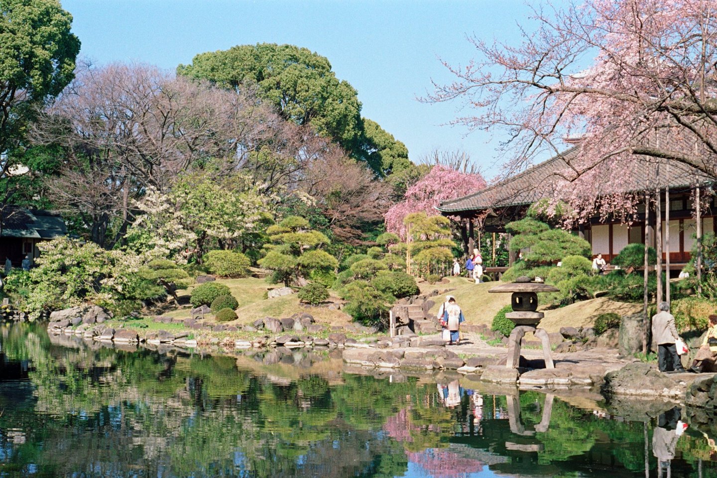 Sakura season at Denboin Garden