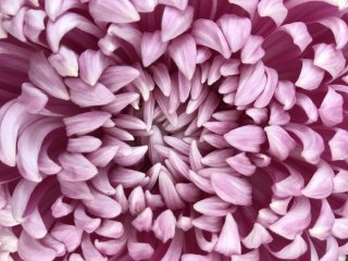 A chrysanthemum close up