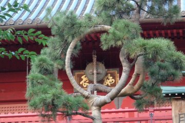 The pine tree of the moon at Kiyomizu Kannondo