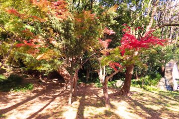 Fall colors at Central Park, Tokushima