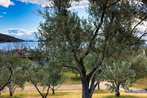 Olive Trees at Olive Park