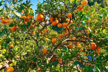 A mandarin orange grove