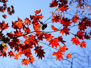 Perfect crimson momiji leaves contrasts well with a cloudless sky