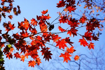 Perfect crimson momiji leaves contrasts well with a cloudless sky