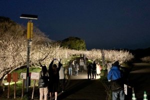 The plum trees are illuminated after dark on certain dates during the event