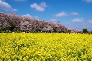Gongendo Park in Saitama allows you to enjoy nanohana and cherry blossoms at the same time