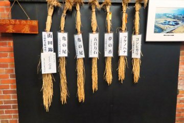 Rice used in making sake, Suehiro Sake Brewery Tour