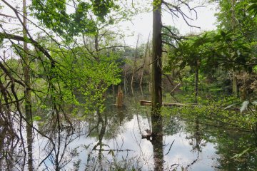 The original pond before its renewal in 2021