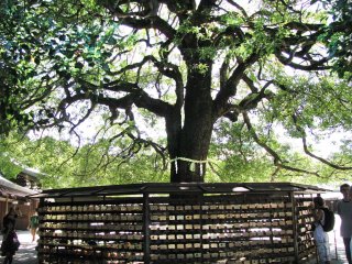 Священное дерево Мэйдзи Дзингу