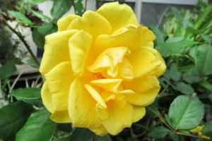 The yellow rose is a symbol of admiration and recognition