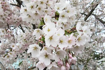 Нежные цветы сакуры - символ верности традициям