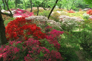 Azaleas are just one of spring's highlights at Shimizu Park