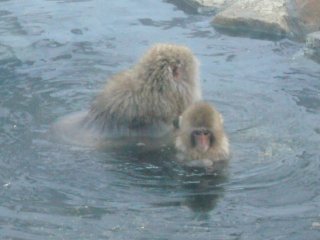 Ngâm mình dưới suối nước nóng với khỉ mẹ