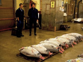 Para calon pembeli sedang melihat barisan pertama dari tuna yang telah dibekukan di Pasar Ikan Tsukiji