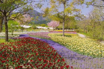 Tulips galore at the Alps Azumino National Government Park