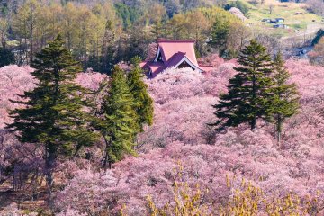 5 Spots for Spring Blooms in Nagano