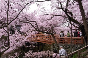 Takato Castle Park is one of Japan's Top 100 cherry blossom viewing spots