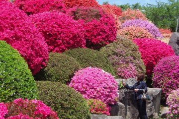 Approximately 30,000 perfectly sculpted azalea bushes dot the grounds