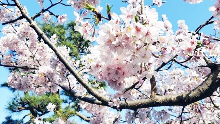 Cherry blossoms, Wakamiya Oji Dori