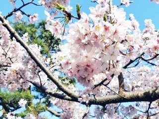 Cherry blossoms, Wakamiya Oji Dori