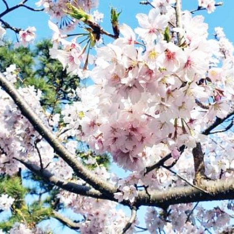 Kamakura Camera  -  A Cherry Blossom Special