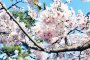 Kamakura Camera  -  A Cherry Blossom Special