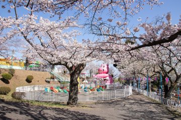 Kamine Park is one of the prefecture's top sakura spots