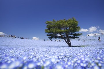 Hitachi Seaside Park's nemophila hill is one of the iconic views of spring from Ibaraki Prefecture