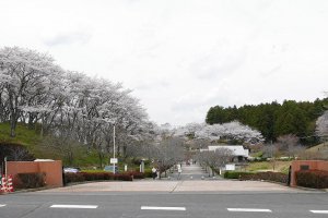 5 Top Springtime Spots in Ibaraki