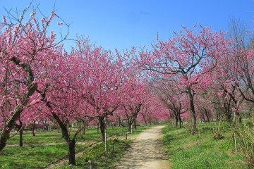 Peach blossoms are found in abundance here