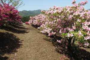 Springtime azaleas at Ibaraki Flower Park