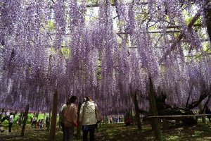 4 Spots for Spring Color in Fukuoka