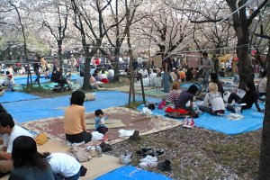 Hanami picnics are popular at Nishi Park