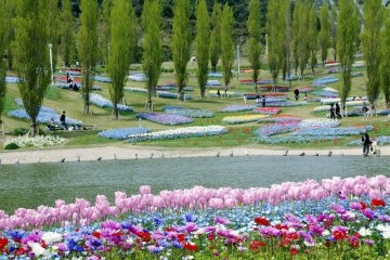 5 Spots for Spring Flowers in Hyogo