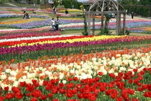 5 Spots for Spring Flowers in Hyogo