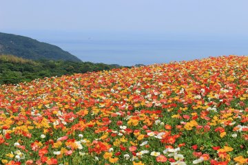 Poppies at Awaji Hanasajiki