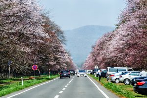 5 Spots for Spring Color in Hokkaido