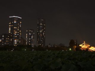 แสงสียามค่ำคืนที่สวยงามของวัดเบนเทน-โดะตั้งอยู่บนเกาะจำลองในสระชิโนะบาสุ
