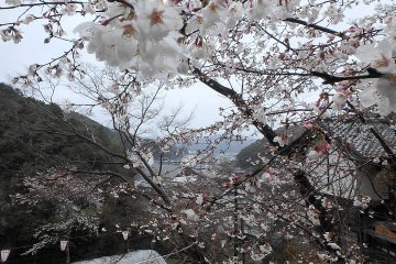 Blossoms at Makino Park