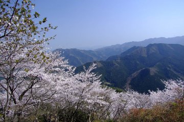 Sakurayama in Spring