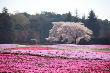 Sakura and shibazakura at the same time!