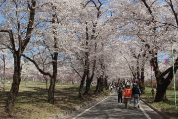Akagi Nanmen Thousand Cherry Blossoms