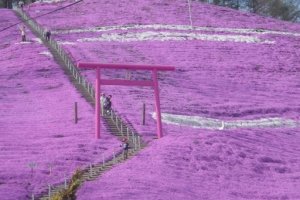 Pink Places in Japan