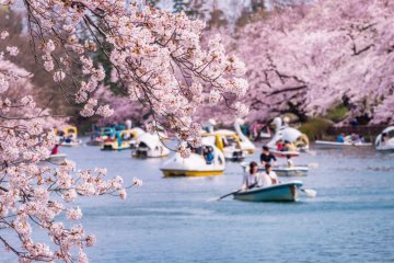 Inokashira Park is one top spot for pretty pink sakura