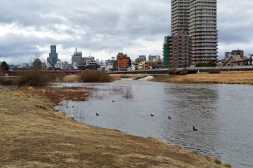 Birdwatching at Hirose River with downtown Sendai in the background
