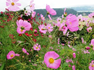 ดอกคอสมอสสีชมพูและเทือกเขาอาโสะเป็นฉากหลัง